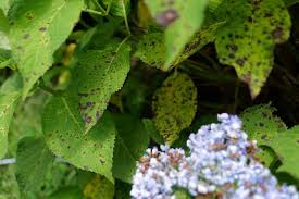 Image result for leaf spot hydrangea