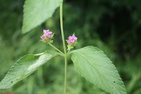 Image result for Lantana ukambensis