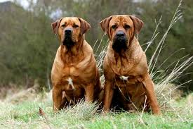 Maybe you would like to learn more about one of these? 5 Ras Anjing Terlarang Di Berbagai Negara Dunia Mengapa