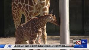 There S A Giraffe Baby Boom At The Memphis Zoo Localmemphis Com