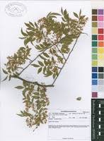 Image result for Dalbergia bracteolata