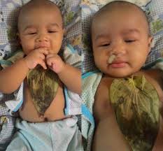 Khasiat Daun Sireh Bantu Rawat Batuk Dan Hidung Tersumbat Bayi Siakap Keli News