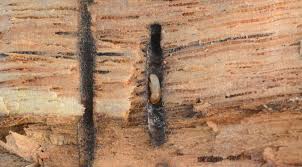 Image result for Micractis bojeri