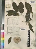 Image result for Leptonychia