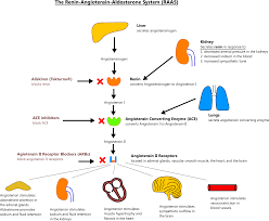 Renin secretion is inversely proportional to. Nursing Student Planner Custom 2021 To Custom 2022 Monthly And Weekly View Pdf Download Blank Planner In 2021 Renin Angiotensin Aldosterone System Nursing Students Pharmacology Nursing