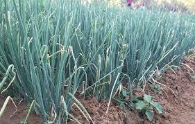 Maybe you would like to learn more about one of these? Panduan Budidaya Bawang Merah