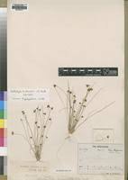 Image result for Bulbostylis trabeculata