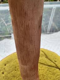 Image result for Boletus projectelloides