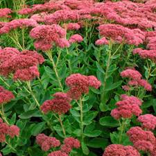 Maybe you would like to learn more about one of these? Autumn Joy Stonecrop Finegardening
