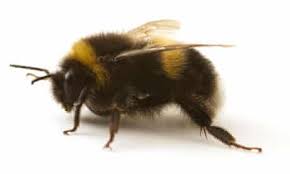 ✓ free for commercial use ✓ high quality images. How The Humblebee Became The Bumblebee Insects The Guardian