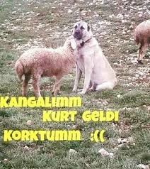 Resimli Komik Sozlerfacebook Resimli Sozler Guzel Sozleranlamli Sozler 2020 Komik Guzel Soz Mizah