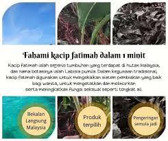Labisia pumila (kacip fatimah, /ˈkɑːtʃɪpfɑːtɪmɑː/) is a flowering plant in the family primulaceae native to malaysia. 100 Kacip Fatimah 100 å¡æ£‹æ³•è'‚çŽ›no Kacip Fatimah å¡çªèŠ±è'‚ç'ª Facebook