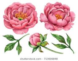 Set Of Watercolor Peonies And Leaves Hand Drawn Floral Illustration Large Flowers Isolated On A White Backgr Peony Painting Peony Illustration Flower Drawing