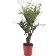 Image result for Dypsis