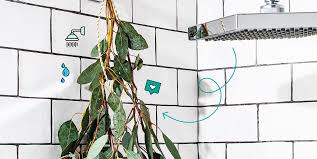 Is it ok to collect flowers from eucalyptus? Eucalyptus In Shower 2020 8 Ways This Trend Is Actually Good For You