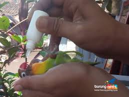 Check spelling or type a new query. Vitamin Obat Burung Mujarab Dan Banyak Yang Pakai Tapi Banyak Yang Merahasiakannya Burungnews