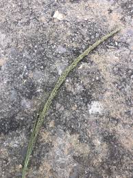 Image result for Sporobolus stapfianus