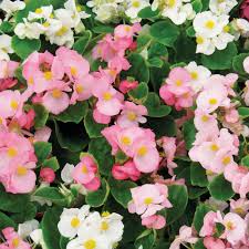 Image result for begonia semperflorens