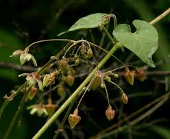 Image result for Pergularia