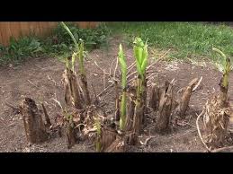 Understand banana trees' temperature requirements. Pin On Gardening Hardy Tropical