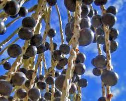 Acai Berry In Hindi Acai Berry Berries Acai