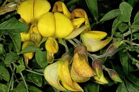 Image result for Crotalaria capensis
