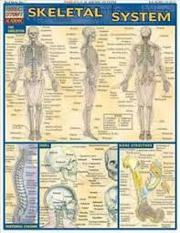 Details About Skeletal System Laminate Reference Chart English Paperback Book Free Shipping