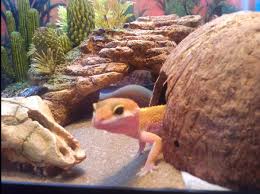 Jul 29, 2021 · paying attention to your gecko's eating habits, sleeping habits, and activity will show you whether or not your leopard gecko is happy. Your First Leopard Gecko Leopardgeckoland Com