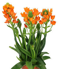 Image result for Ornithogalum