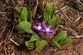 Image result for Raphionacme hirsuta