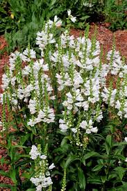 Image result for Mostuea batesii