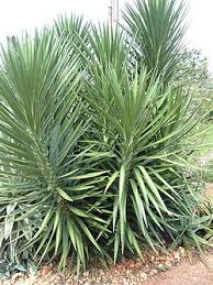 Image result for Yucca gigantea