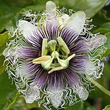 We found 34 dictionaries with english definitions that include the word flamboyant: Annie S Annuals Perennials Passiflora Paradise