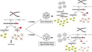 Aav Mediated Gene Therapy In Sma Spinal Muscular Atrophy Is Caused By Download Scientific Diagram