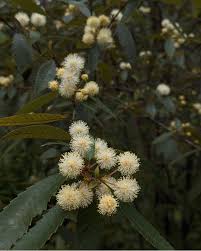 Image result for Callicoma