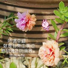 new the 10 best garden ideas today with pictures 所谓幸福就是自身由衷地感到满足的境界 池田大作 daisakuikeda 混血儿九点花 flower 花 大自然 nature 摄 lei