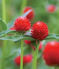 Gomphrena Strawberry Fields Annual Flowers Globe Amaranth Flower Garden