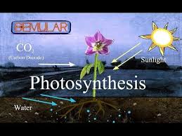 Photosynthesis Photosynthesis In Plants Photosynthesis Biology Basics For Children Elearnin Photosynthesis Interactive Science Notebook Music For Kids
