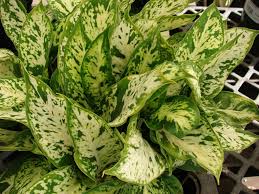 Dieffenbachia How To Care For And Grow Your Dumb Cane Plant Dumb Cane Plant Smart Garden Poisonous Plants
