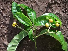 Image result for Rauvolfia vomitoria