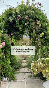 Image result for Gouania scandens