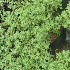 Image result for Crassula expansa