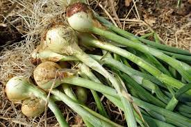 In this episode i discuss how to properly cure your onions so t. Gardening For Beginners When To Harvest Onion Sara S Kitchen Garden