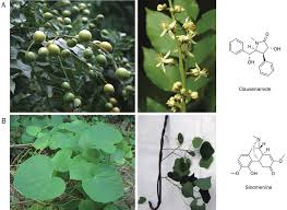 Image result for Clausena lansium