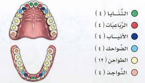 Check spelling or type a new query. Ø§ÙƒØªØ´Ø§Ù Ø£ÙØ±ÙŠÙ‚ÙŠØ§ Ù…Ø¹Ø¬Ø¨ ØªÙØ³ÙŠØ± Ø¬Ù„Ù… ÙƒØ³Ø± Ø§Ù„Ù†Ø§ÙŠ Ovidsingh Com
