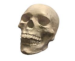 We did not find results for: Fire Pit Skulls Small White White Buy Online In Andorra At Andorra Desertcart Com Productid 75009759
