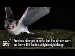 Similarly, the bat robot called bat bot (b2) developed by 21 has a single membrane that is anchored to the hindlimbs and wings. A Bat Bot Takes Flight Pbs Newshour