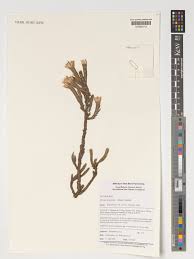 Image result for Macledium