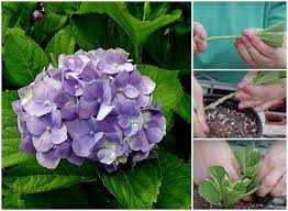 How To Grow Hydrangeas From Cuttings Video The Whoot Growing Hydrangeas Rooting Hydrangea Cuttings Plant Cuttings