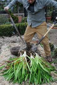 How To Grow Agapanthus From Seed The Garden Of Eaden Agapanthus Garden Agapanthus In Pots Easy Garden